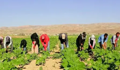 600 km yol gelip sabah 05.00’te tarlaya koşuyorlar: 7 ay sürüyor